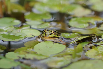 Teichfrosch