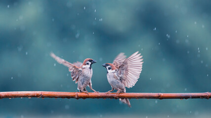 two small funny birds sparrows sit on a branch in the garden under the cold autumn rain and flap their wings - Powered by Adobe