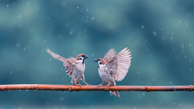 two small funny birds sparrows sit on a branch in the garden under the cold autumn rain and flap their wings