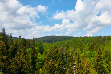 Picturesque view of the green forest against the blue sky.