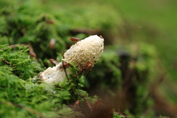 Gemeine Stinkmorchel