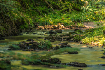 Ein Bach der durch den Wald fließt