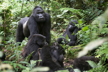 Mountain gorilla family in its natural african rainforest habitat - Powered by Adobe