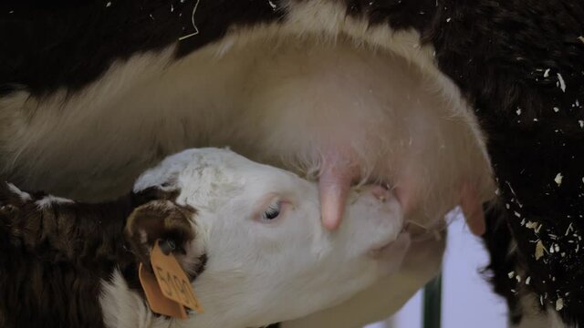 Two cute brown and white calves drinking milk from mother cow udder in stable at agricultural animal exhibition, cattle farm - close up side view. Farming, suckling, feeding, agriculture concept
