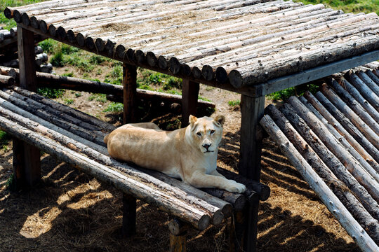 A beautiful female white lion lying on a wooden platform and looking strongly with her blue eyes in the forest. High quality photo