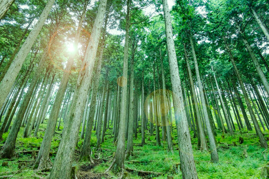 杉林」の写真素材 | 177,037件の無料イラスト画像 | Adobe Stock 