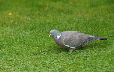 Obraz na płótnie Canvas garden,grass,pigeon,bird