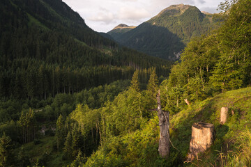 Natural green landscape of a forest in the mountains of the Hohe Tauern Nationalpark at sunrise, Krimml, Salzburg, Austria