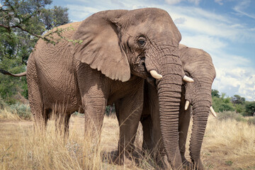 African elephants,  walking through the lush grasslands of Etosha National Park, Namibia.