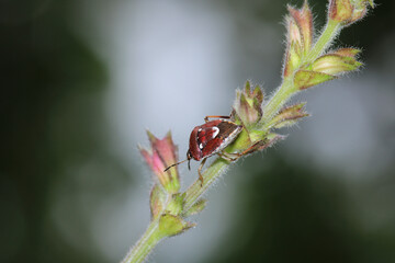 Halyomorpha Halys insect macro photo