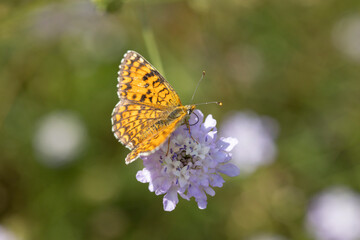 Pearl-bordered fritillary