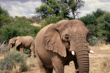 Obraz premium African elephants, walking through the lush grasslands of Etosha National Park, Namibia.