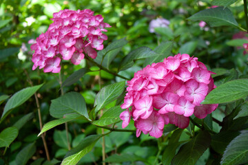 Obraz premium pink flower