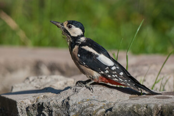 Great Spotted Woodpecker (Dendrocopos major) perched on a rock. side profile.