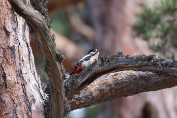 Great Spotted Woodpecker (Dendrocopos major) perched on a tree branch. sub profile.