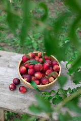 juicy ripe nectarines in a wooden bowl on the old rustic wooden table
