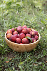 juicy ripe nectarines in a wooden bowl on the old rustic wooden table
