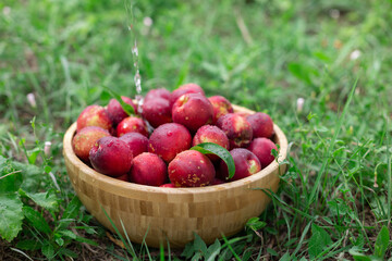 juicy ripe nectarines in a wooden bowl on the old rustic wooden table
