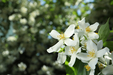 Beautiful blooming white jasmine shrub outdoors, closeup. Space for text