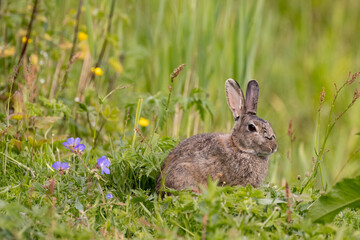 Naklejka na ściany i meble Rabbit, wild in nature reserve