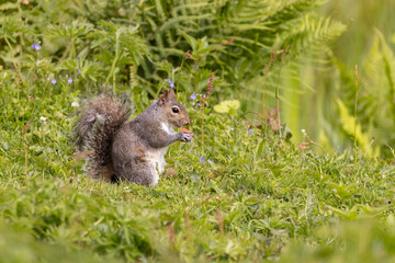 Squirrel eating Strawberry