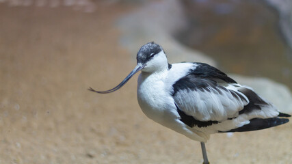 The bird is a sandpiper with a long thin curved beak