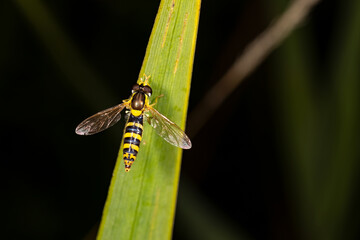 Hoverfly