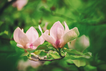 Fototapeta premium Magnolia spring flowers