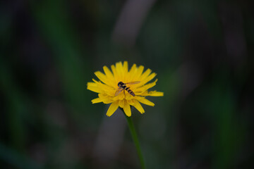 yellow dandelion flower