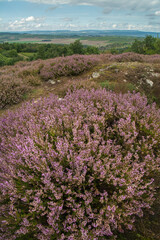heidelandschaft am siefersheimer horn
