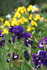 beautiful irises in bloom in a garden