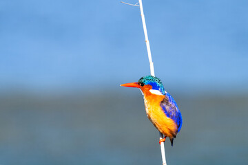 Malachite Kingfisher (alcedo cristata)