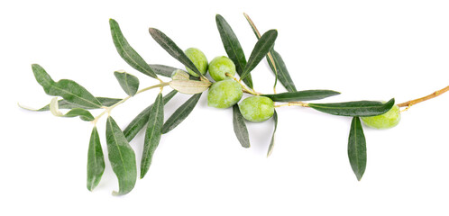 Olive branch isolated on white background. Green olives with leaves.