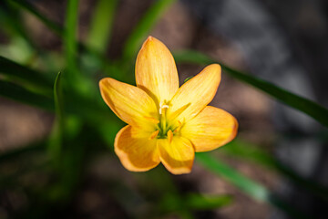 yellow Rain Lily in the garden was blooming under the morning light.