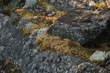 moss on rocks