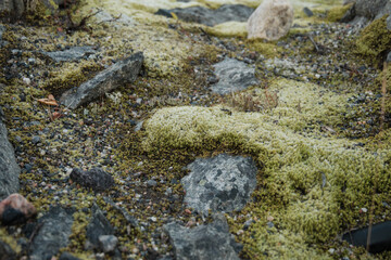 seaweed on the rocks