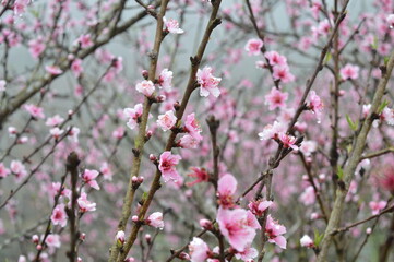 Field of fully bloom peach flower trees in Sapa rice terrace, Vietnam