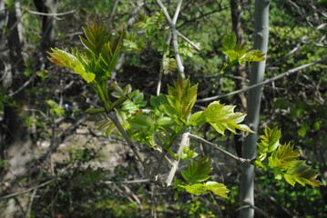 Close Up of New Growth Leaves on Tree Branch