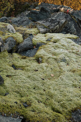 moss on rocks
