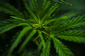Cannabis grow.  Cannabis photo HD for your business