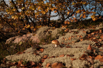 mushroom on a stone in the forest