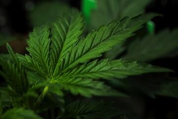 Cannabis grow. Cannabis photo HD for your business