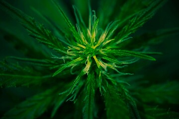 Cannabis grow.  Cannabis photo HD for your business