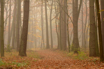 jesienny las © Hanna