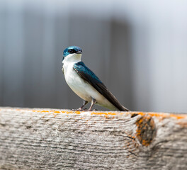 A Tree Swallow perched on a hay bale. Taken in Canada