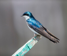 A Tree Wallow perched on a post. Taken in Alberta, Cabada