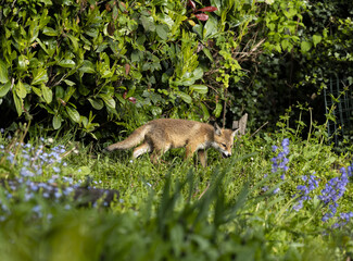 A young angry wild fox cub