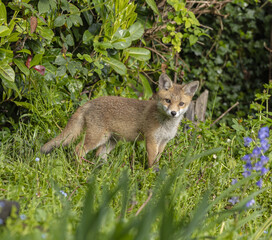 Naklejka na ściany i meble A cute innocent young fox cub in a garden