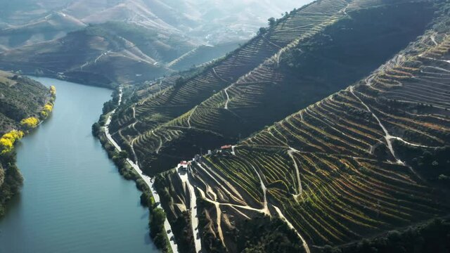 Drone shot of mountains covered rows of vineyards on bank of Douro river, Peso da Regua, Vila Real, Portugal, Europe. Aerial view of wine plantations growing on hills of mountain range, 4k footage