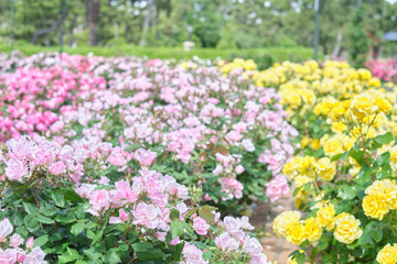 浜寺公園のバラ庭園